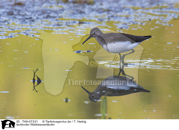 laufender Waldwasserl�ufer / walking Green Sandpiper / THA-07331