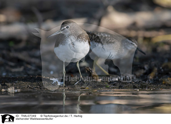 stehender Waldwasserl�ufer / standing Green Sandpiper / THA-07349