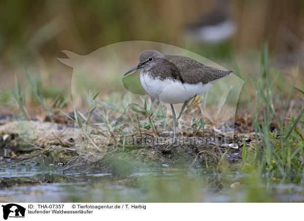 laufender Waldwasserl�ufer / THA-07357