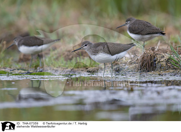 stehende Waldwasserl�ufer / standing Green Sandpipers / THA-07359
