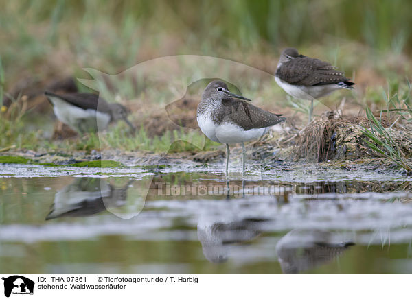 stehende Waldwasserlufer / THA-07361