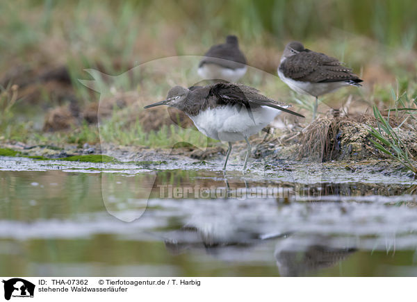 stehende Waldwasserlufer / standing Green Sandpipers / THA-07362