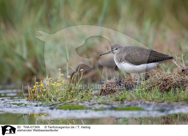 stehender Waldwasserlufer / THA-07369