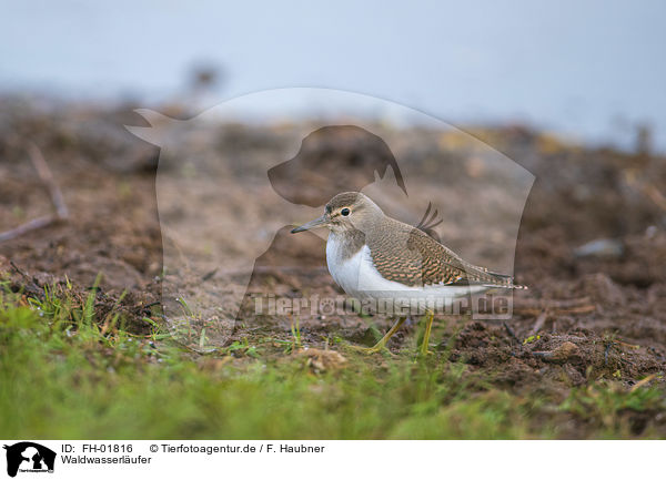 Waldwasserlufer / FH-01816