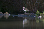 Waldwasserlufer