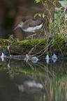 Waldwasserlufer