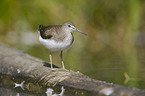 Waldwasserlufer