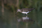 laufender Waldwasserlufer