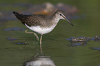 laufender Waldwasserlufer