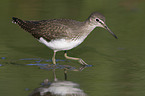 laufender Waldwasserlufer