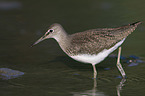 laufender Waldwasserlufer