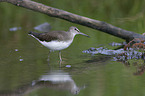 laufender Waldwasserlufer