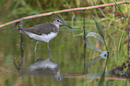 laufender Waldwasserlufer