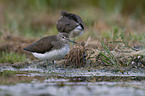 stehende Waldwasserlufer