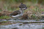 stehende Waldwasserlufer