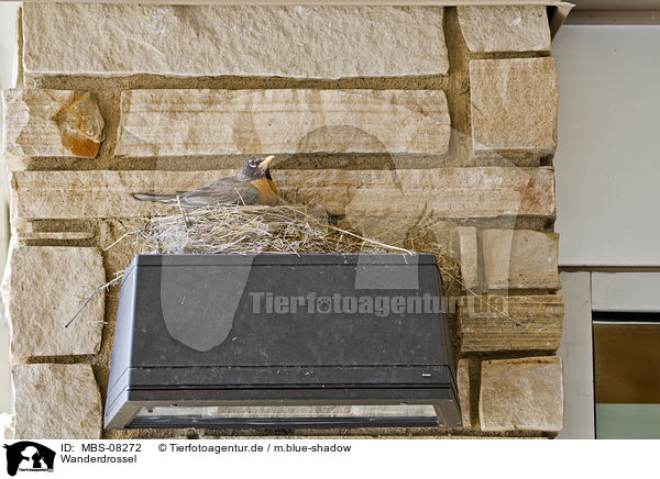 Wanderdrossel / American robin / MBS-08272