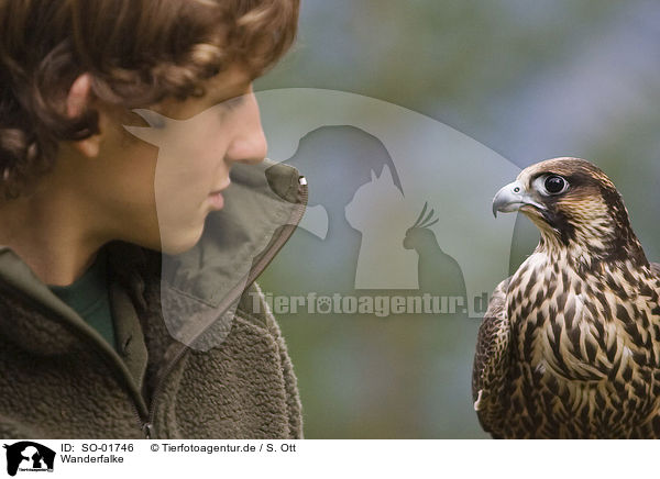 Wanderfalke / duck hawk / SO-01746