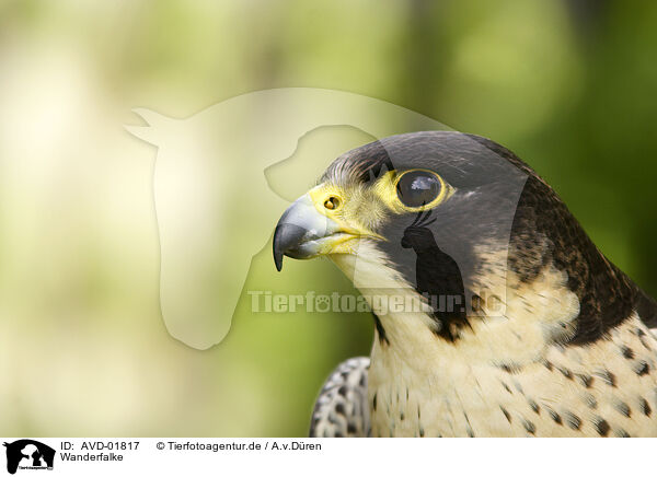 Wanderfalke / Peregrine Falcon / AVD-01817