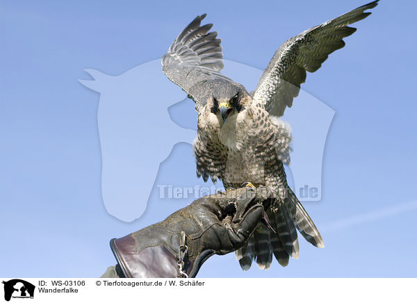 Wanderfalke / duck hawk / WS-03106