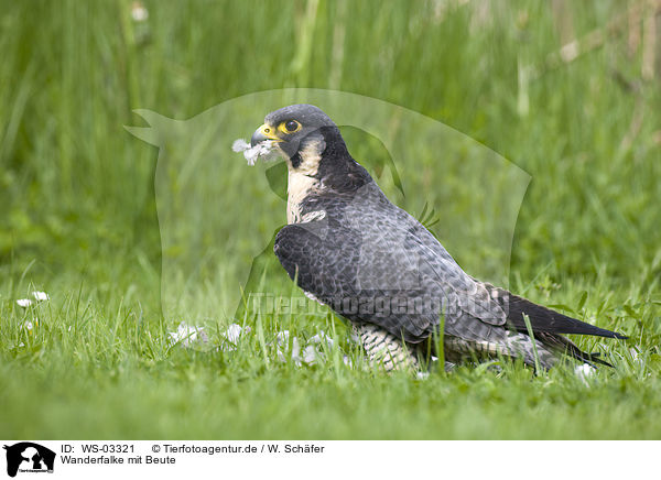 Wanderfalke mit Beute / duck hawk with prey / WS-03321