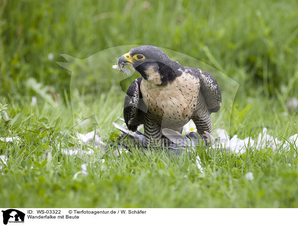 Wanderfalke mit Beute / duck hawk with prey / WS-03322