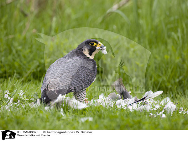 Wanderfalke mit Beute / duck hawk with prey / WS-03323