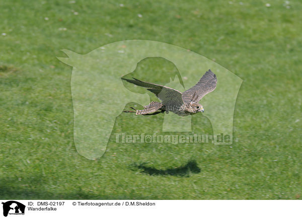 Wanderfalke / duck hawk / DMS-02197