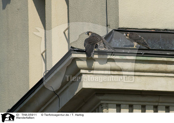 Wanderfalken / peregrine falcons / THA-05911