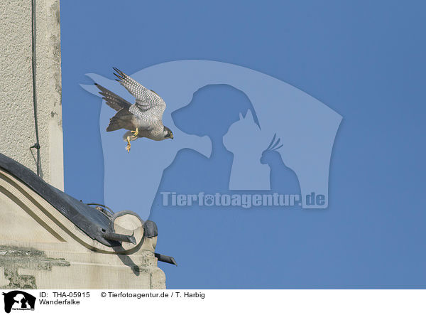 Wanderfalke / peregrine falcon / THA-05915