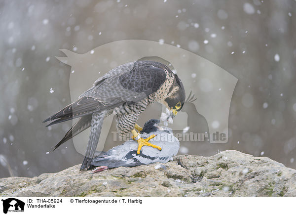 Wanderfalke / peregrine falcon / THA-05924