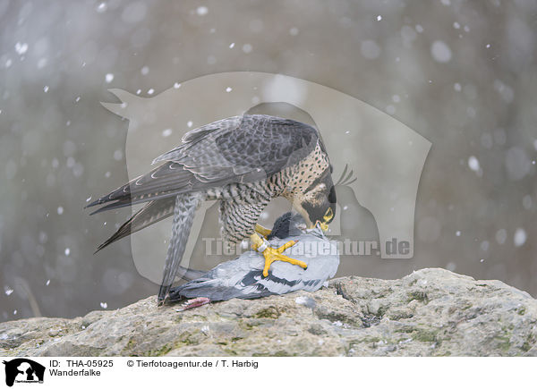Wanderfalke / peregrine falcon / THA-05925
