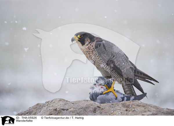 Wanderfalke / peregrine falcon / THA-05926