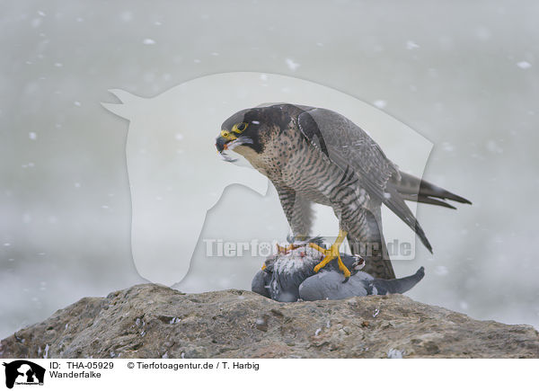 Wanderfalke / peregrine falcon / THA-05929