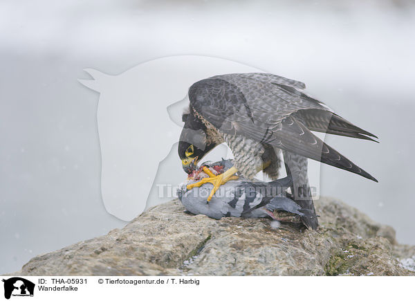 Wanderfalke / peregrine falcon / THA-05931