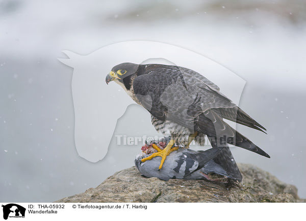 Wanderfalke / peregrine falcon / THA-05932