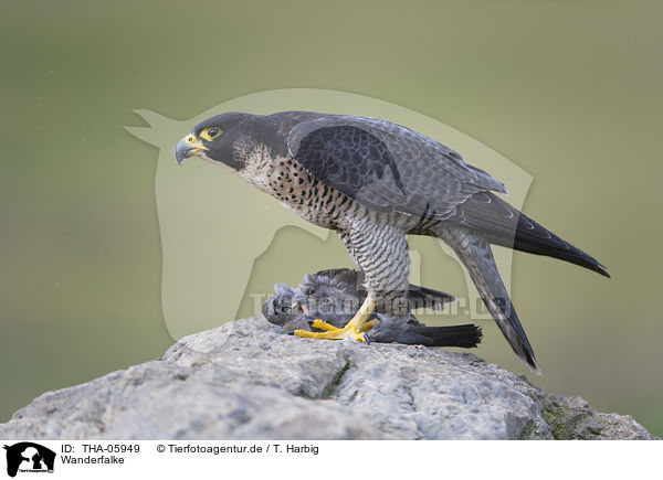 Wanderfalke / peregrine falcon / THA-05949