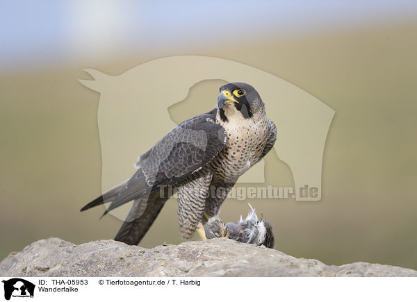 Wanderfalke / peregrine falcon / THA-05953