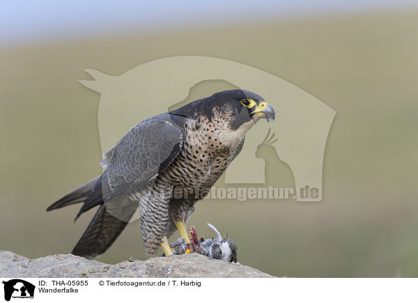 Wanderfalke / peregrine falcon / THA-05955