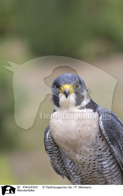 Wanderfalke / peregrine falcon / PW-04093