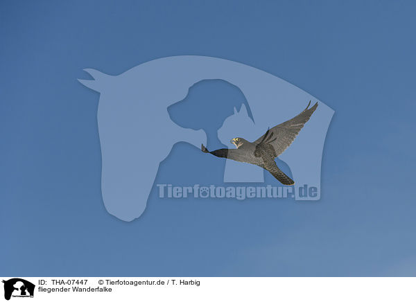 fliegender Wanderfalke / THA-07447