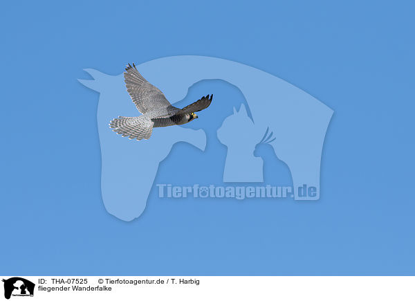 fliegender Wanderfalke / THA-07525