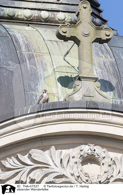 sitzender Wanderfalke / sitting Peregrine Falcon / THA-07527