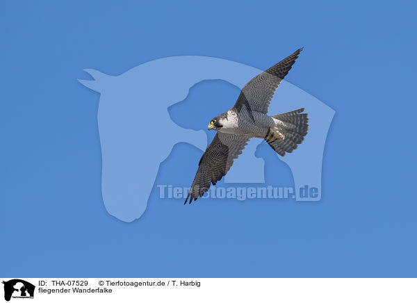 fliegender Wanderfalke / THA-07529