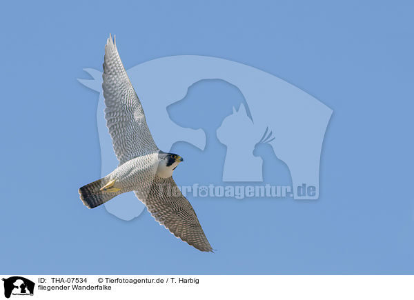 fliegender Wanderfalke / flying Peregrine Falcon / THA-07534