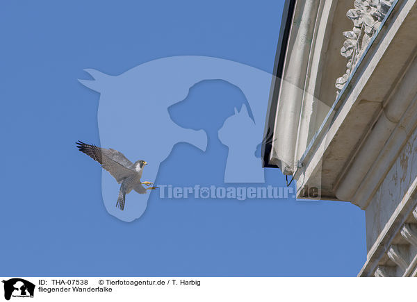 fliegender Wanderfalke / flying Peregrine Falcon / THA-07538