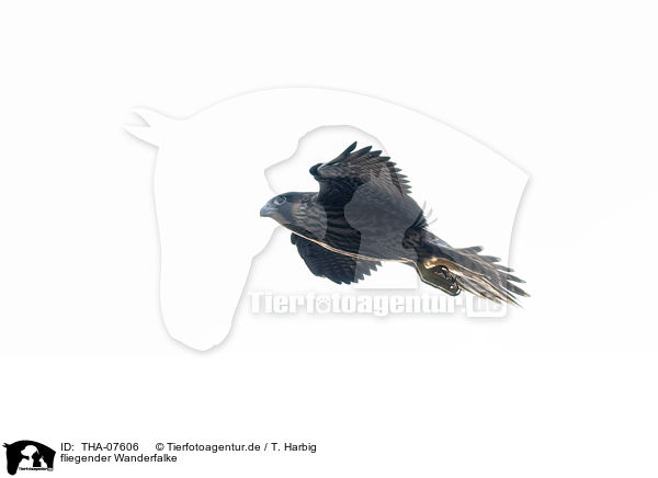 fliegender Wanderfalke / flying Peregrine Falcon / THA-07606