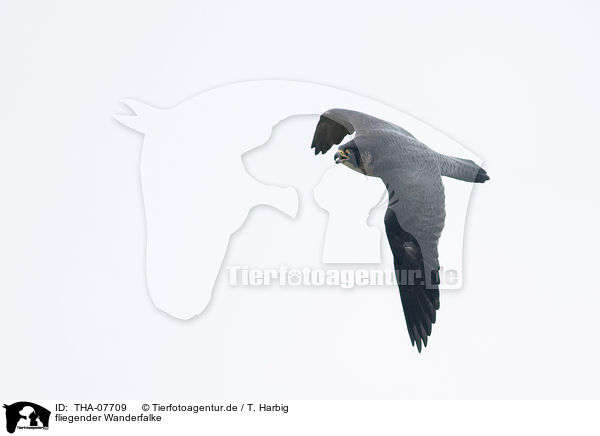 fliegender Wanderfalke / flying Peregrine Falcon / THA-07709