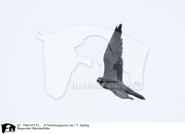 fliegender Wanderfalke / flying Peregrine Falcon / THA-07713