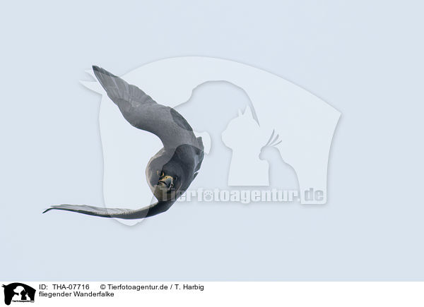 fliegender Wanderfalke / flying Peregrine Falcon / THA-07716