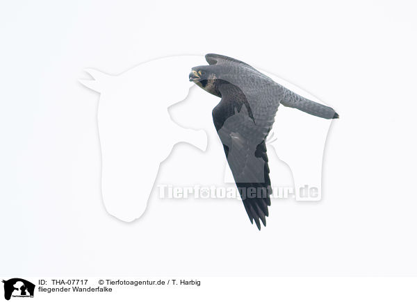 fliegender Wanderfalke / flying Peregrine Falcon / THA-07717